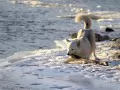 ���� �� ������ �������