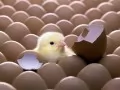 ������ ��� ���������