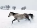 �� ����������� ���������