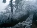 ������ ���������