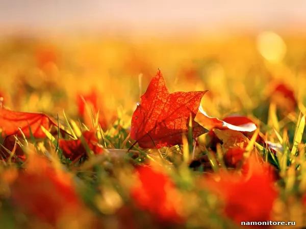 Maple leaves