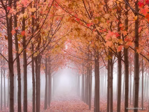 Oregon, a valley of Uillamett, maples in a fog
