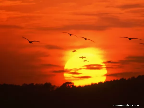 Birds and a decline