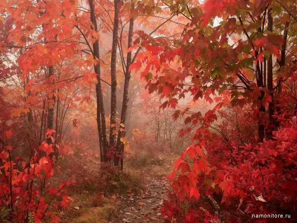 Red Forest