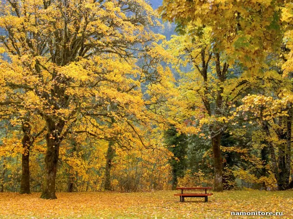 Washington. Newhalem, picnic under maples