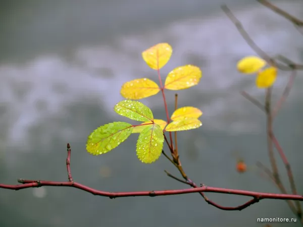 Branch with leaves