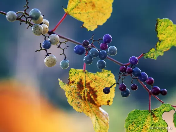Berries