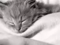 Кошки