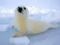 �������� � ����� ������