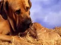 ������ �������