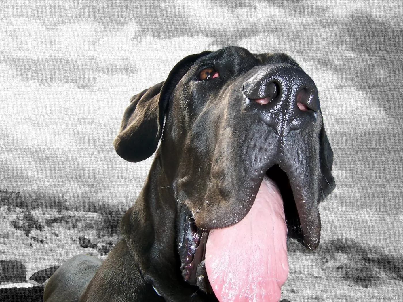 Mastiff, animals, dogs, grey, muzzle x - Wallpapers, photografies, photo-wa...