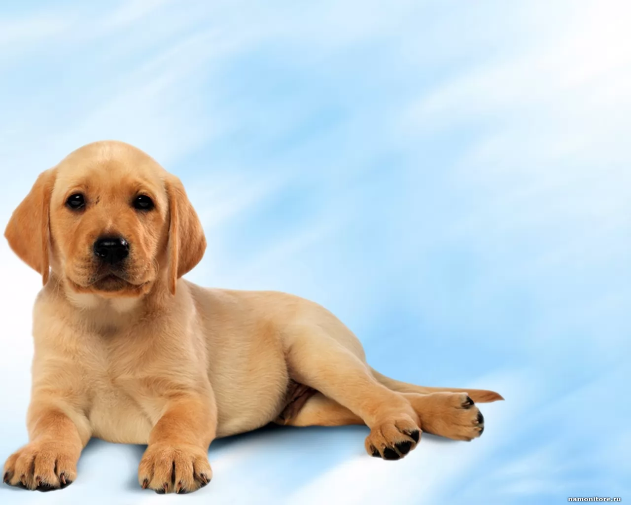 Photogallery. puppies. wallpapers to desktop. 