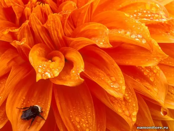 http://namonitore.ru/uploads/catalog/flowers_mix/11120_1_600.jpg