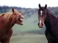 ��� ������
