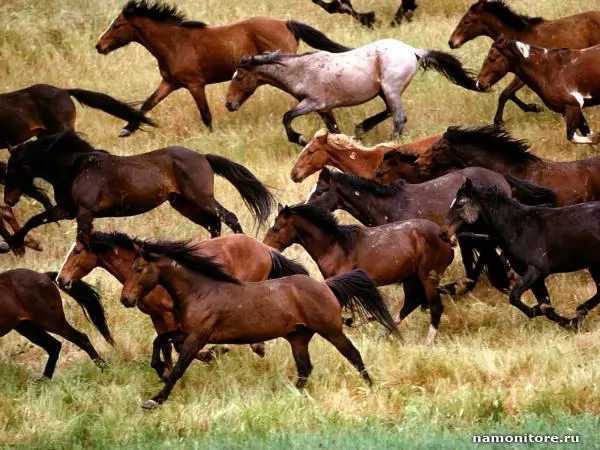http://namonitore.ru/uploads/catalog/horses/11268_1_600.jpg