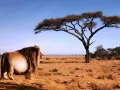 ���������� ���