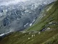 ������. Mountain Goats, Kenai Fjords National Park