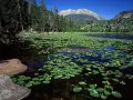 ��������. Cub Lake, Stones Mountain, Rocky Mountai