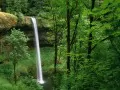 ���� ��� �������� �����: �������. Silver Falls State Park�
