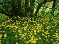 ���������. Flowering Leopardsbane