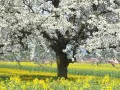 ��������. Rape Field With Blooming Cherry Tree