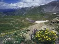 ��������. Snow Cinquefoil and Colorado Columbine