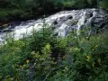 ���������. Wildflowers Along Paradise Creek