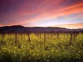 ����������. Sunset and Wild Mustard