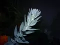 ����