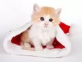 ��������� �����������: ���������� ������ � ����� ����� ������