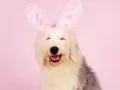 Playboy ��������