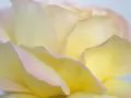 Ƹ���� ����