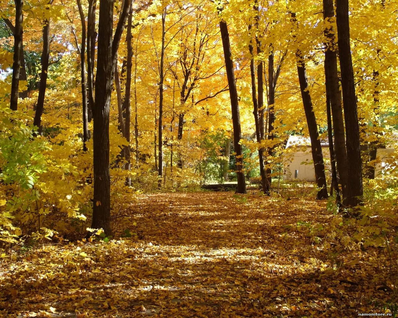Autumn wood, autumn, forest, nature, yellow x - Wallpapers, photografies, p...
