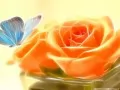 обои для рабочего стола: «Бабочка и роза»
