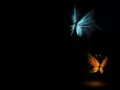 выбранное изображение: «Бабочки»