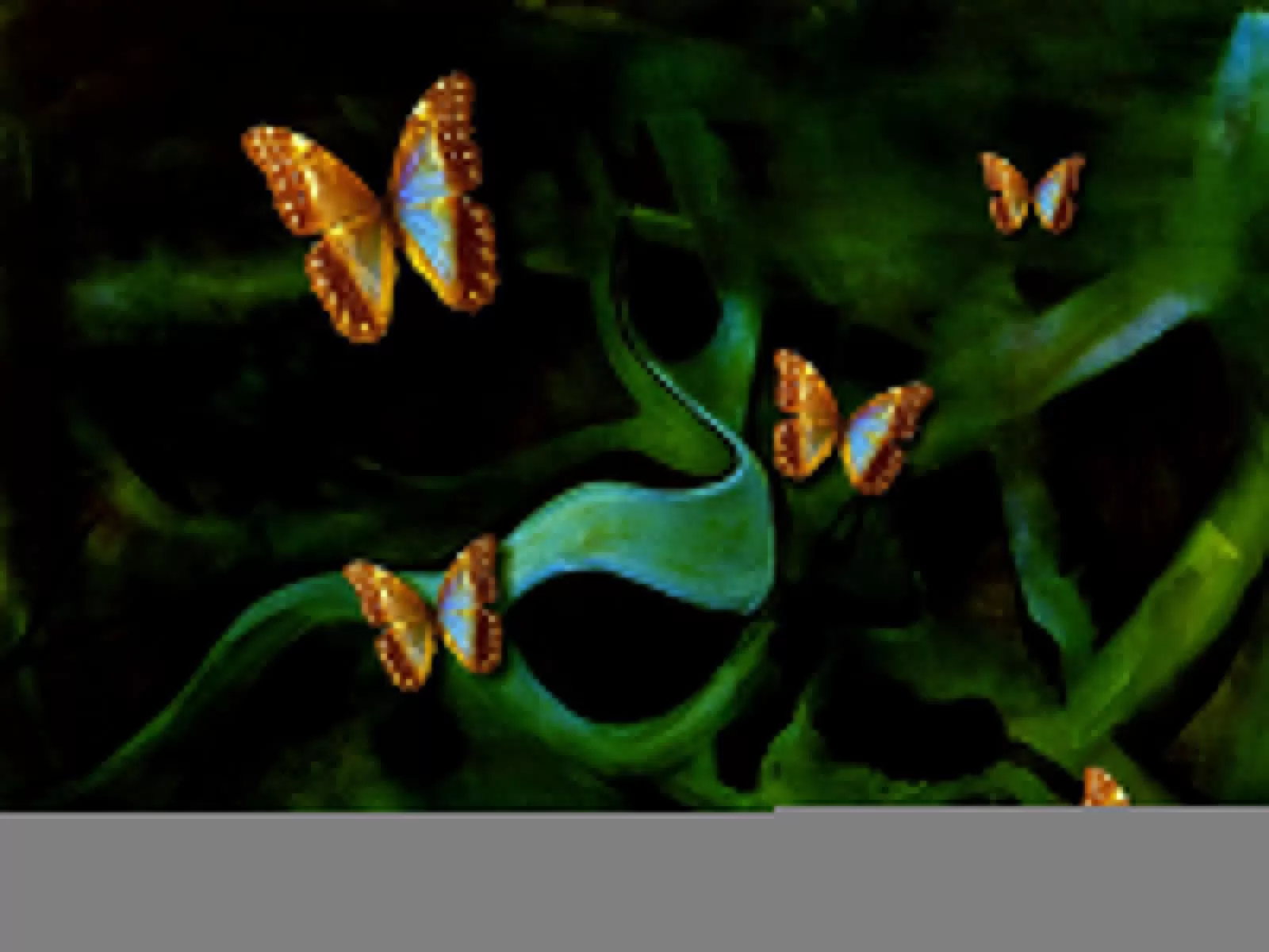 Butterfly Sea, , , ,  