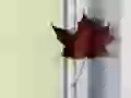 The Maple leaf