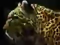 a leopard Full of holes