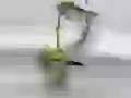 Frogs in a bathroom
