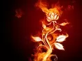 open picture: «Fiery flower»