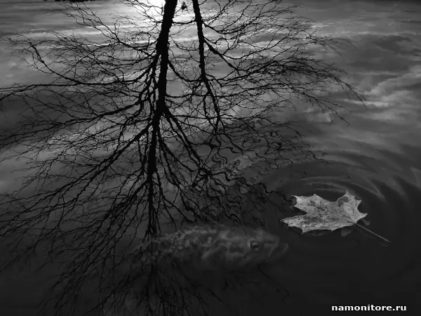 Autumn. Tree reflexion in a pool, 3D