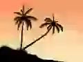 Palm trees and a sunset