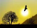выбранное изображение: «Парящий орёл»