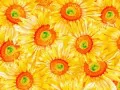 open picture: «Sunflowers»
