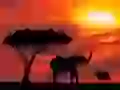 Elephants and a sunset