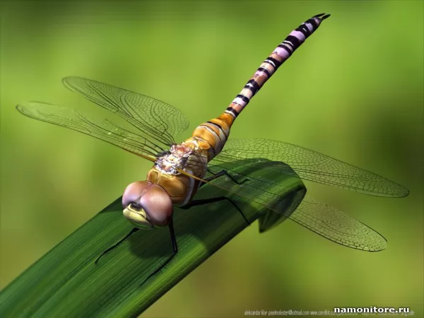 Dragonfly, 3D