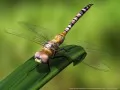 open picture: «Dragonfly»