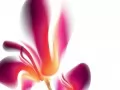 open picture: Flower