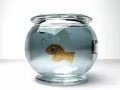 выбранное изображение: «Золотая рыбка»