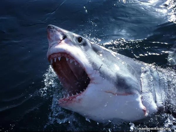 a Shark who is coming up from the sea with an open mouth, Animals